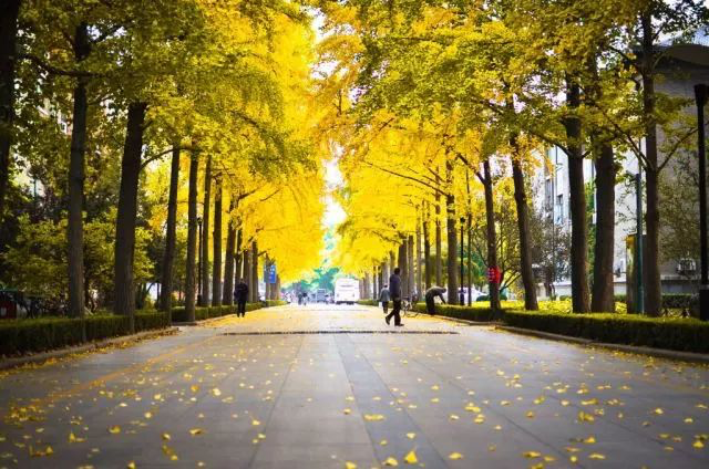 在北京林业大学就读是什么体验？